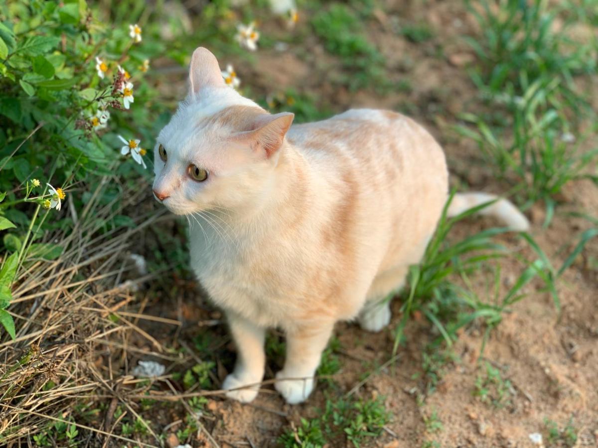 White Cat B&B Jinning Экстерьер фото